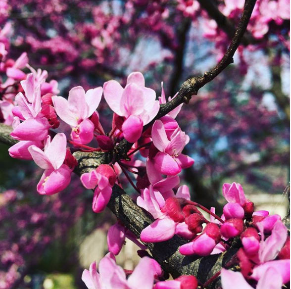 pink spring blossoms on tree branches representing Get Resume Help Instagram